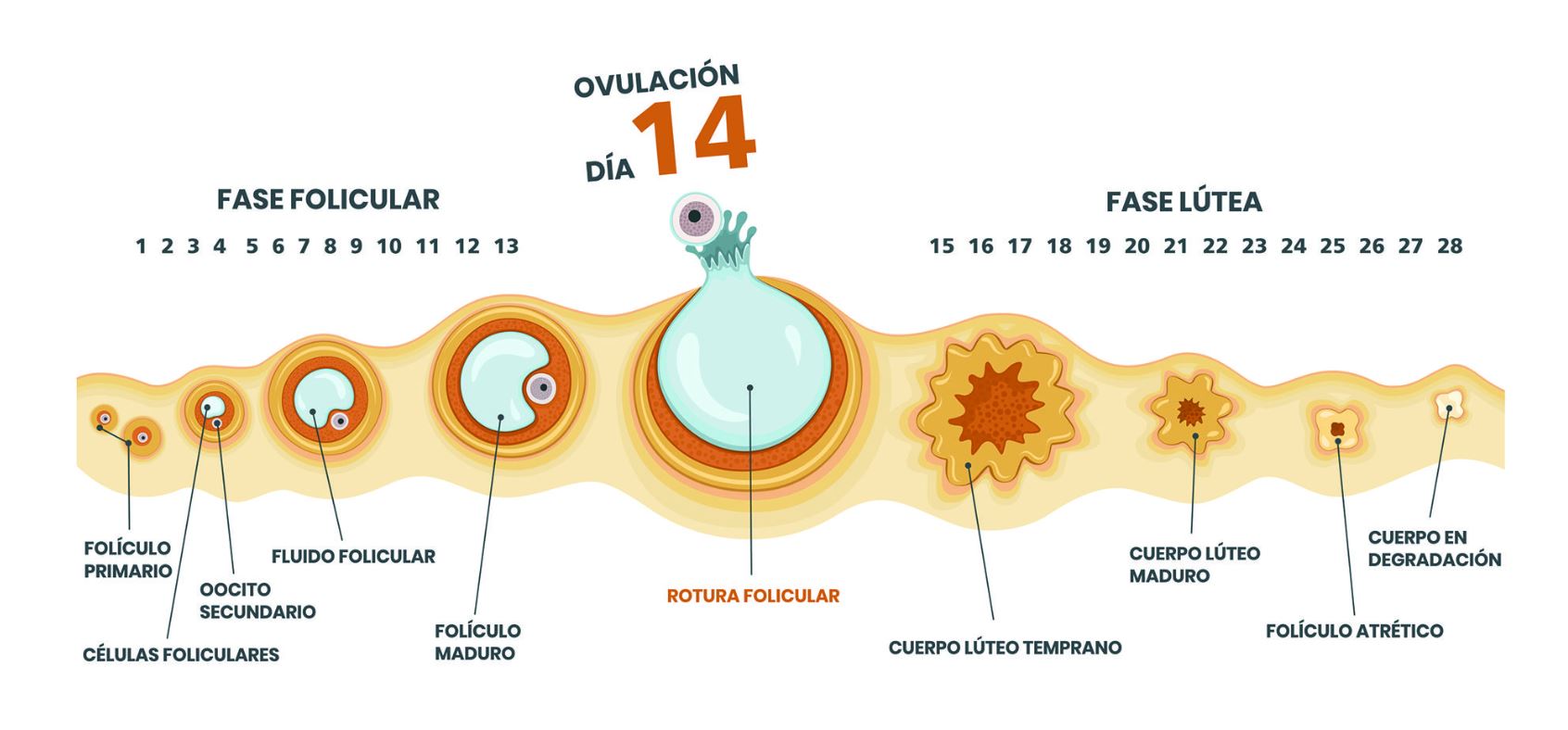 La Menstruaci n Y Sus Fases GyneMID